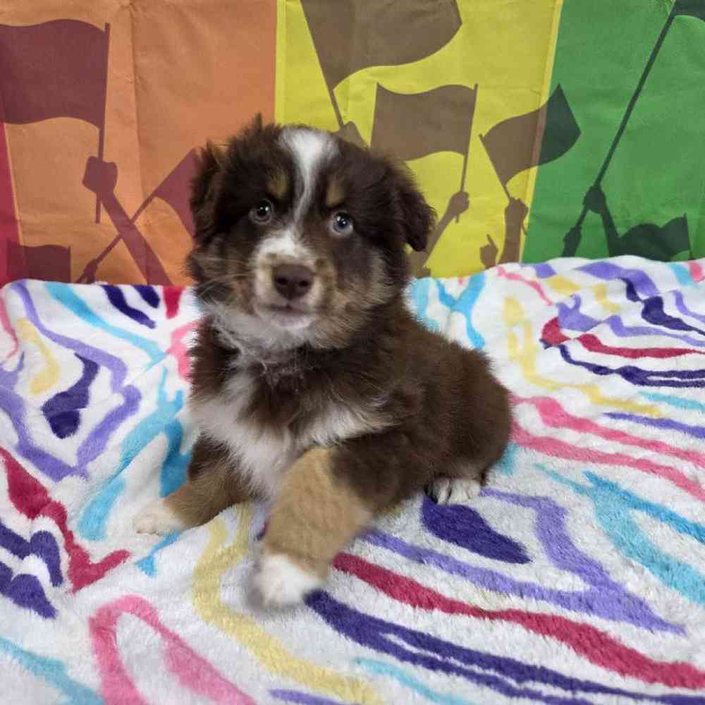 Male Australian Shepherd Puppy for Sale in Virginia Beach, VA