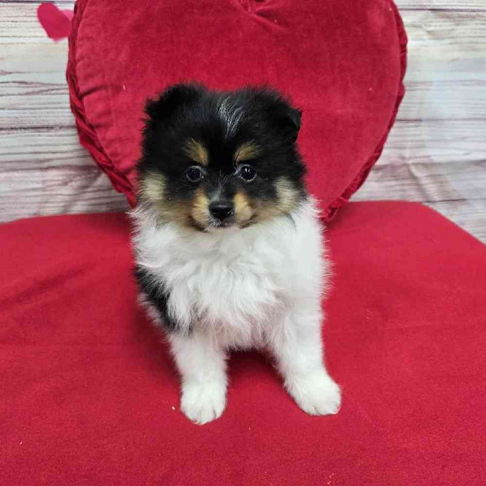 Female Pomeranian Puppy for Sale in Virginia Beach, VA