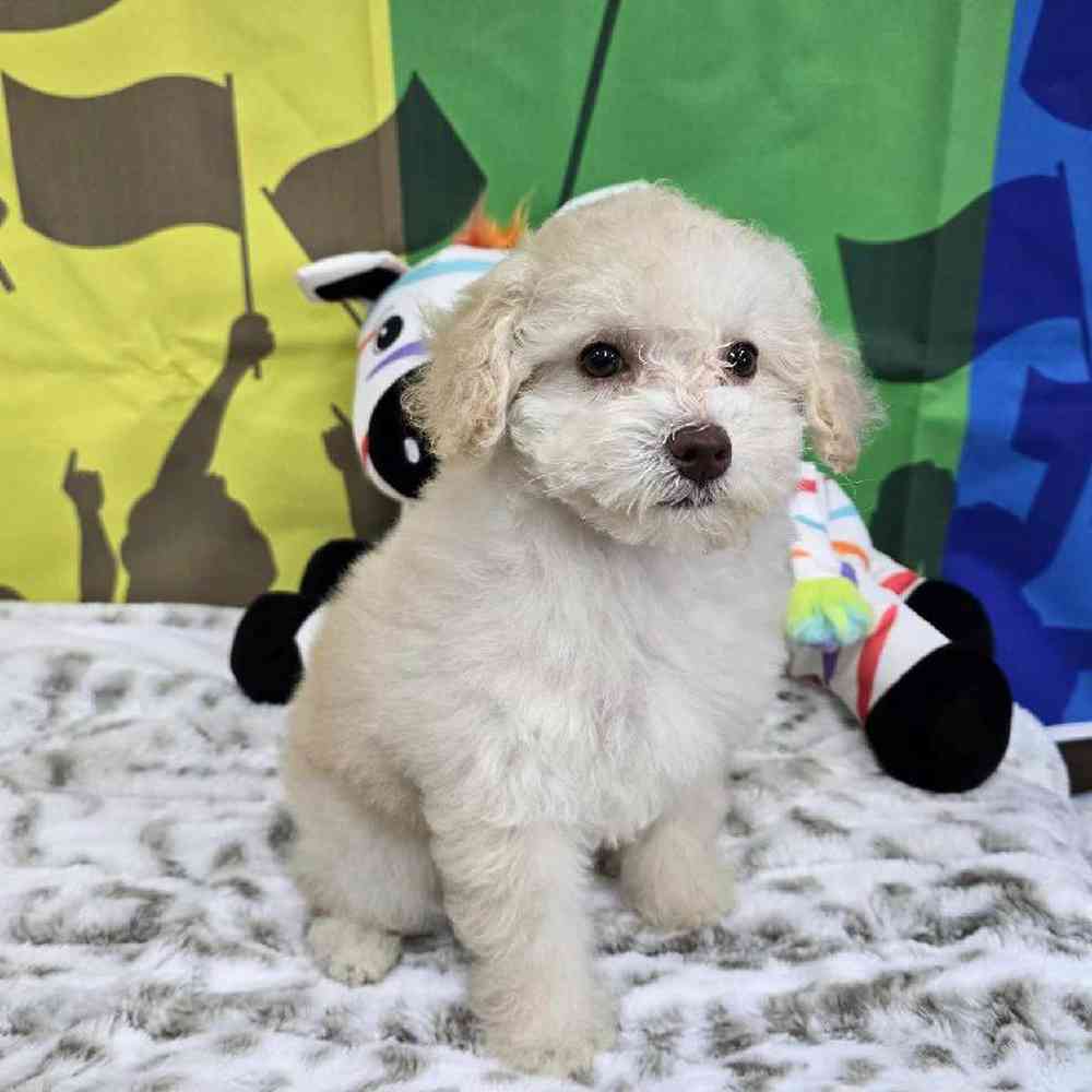 Female Poodle Toy Puppy for Sale in Virginia Beach, VA