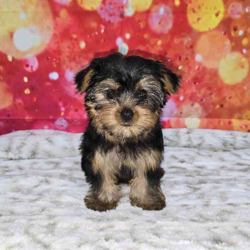 Female Yorkie Puppy for Sale in Virginia Beach, VA