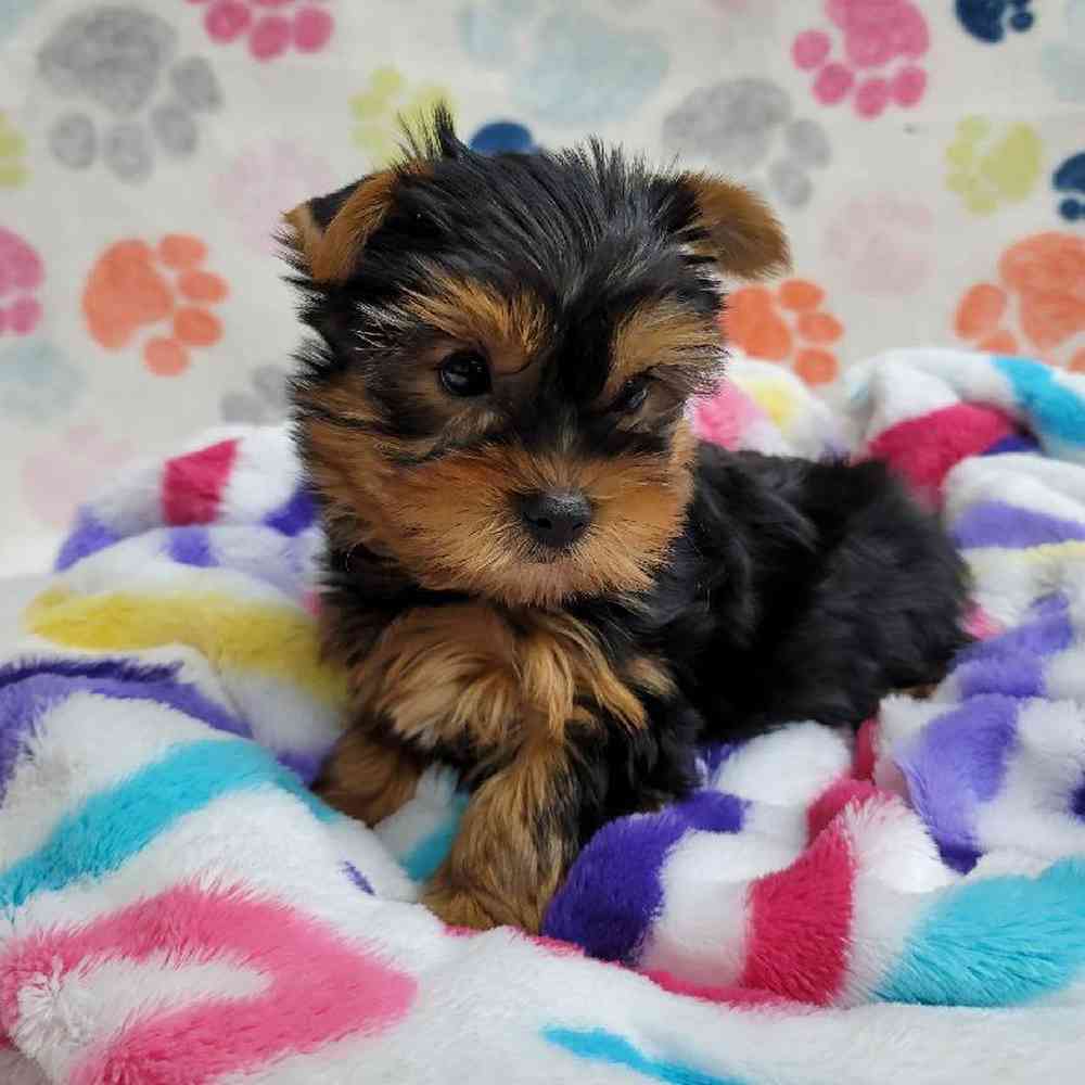 Male Yorkie Puppy for Sale in Virginia Beach, VA