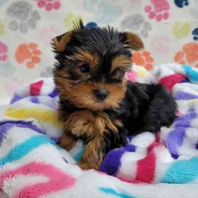 Yorkie