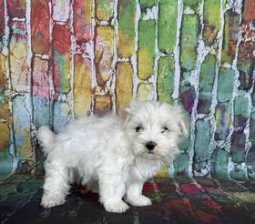 Maltese