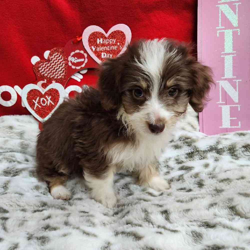 Female Mini Aussiedoodle Puppy for Sale in Virginia Beach, VA