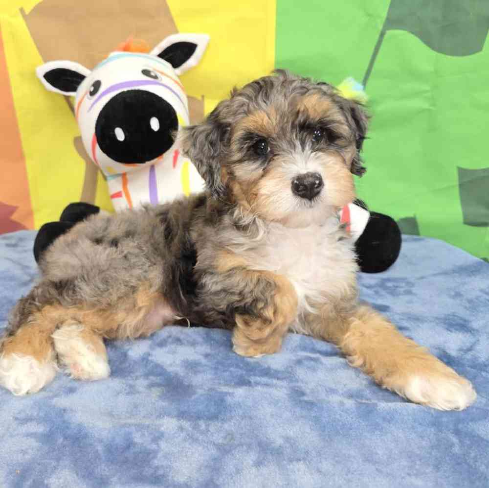 Male Mini Bernadoodle Puppy for Sale in Virginia Beach, VA