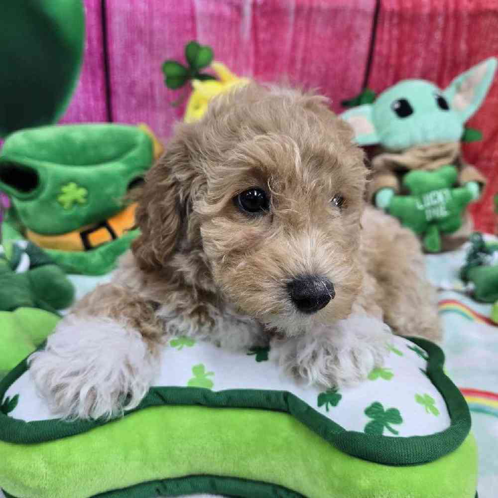 Male Bichonpoo Puppy for Sale in Virginia Beach, VA