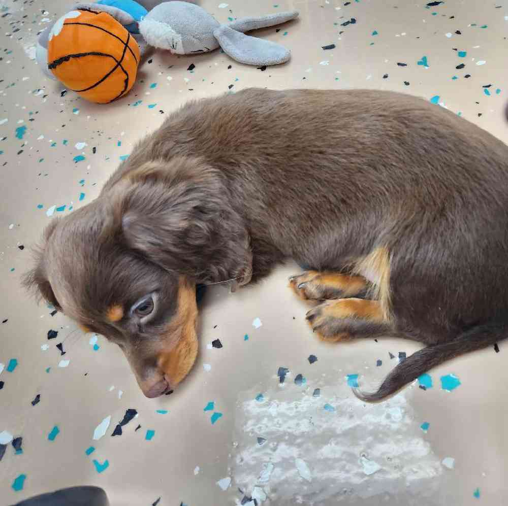 Female Dachshund Puppy for Sale in Virginia Beach, VA
