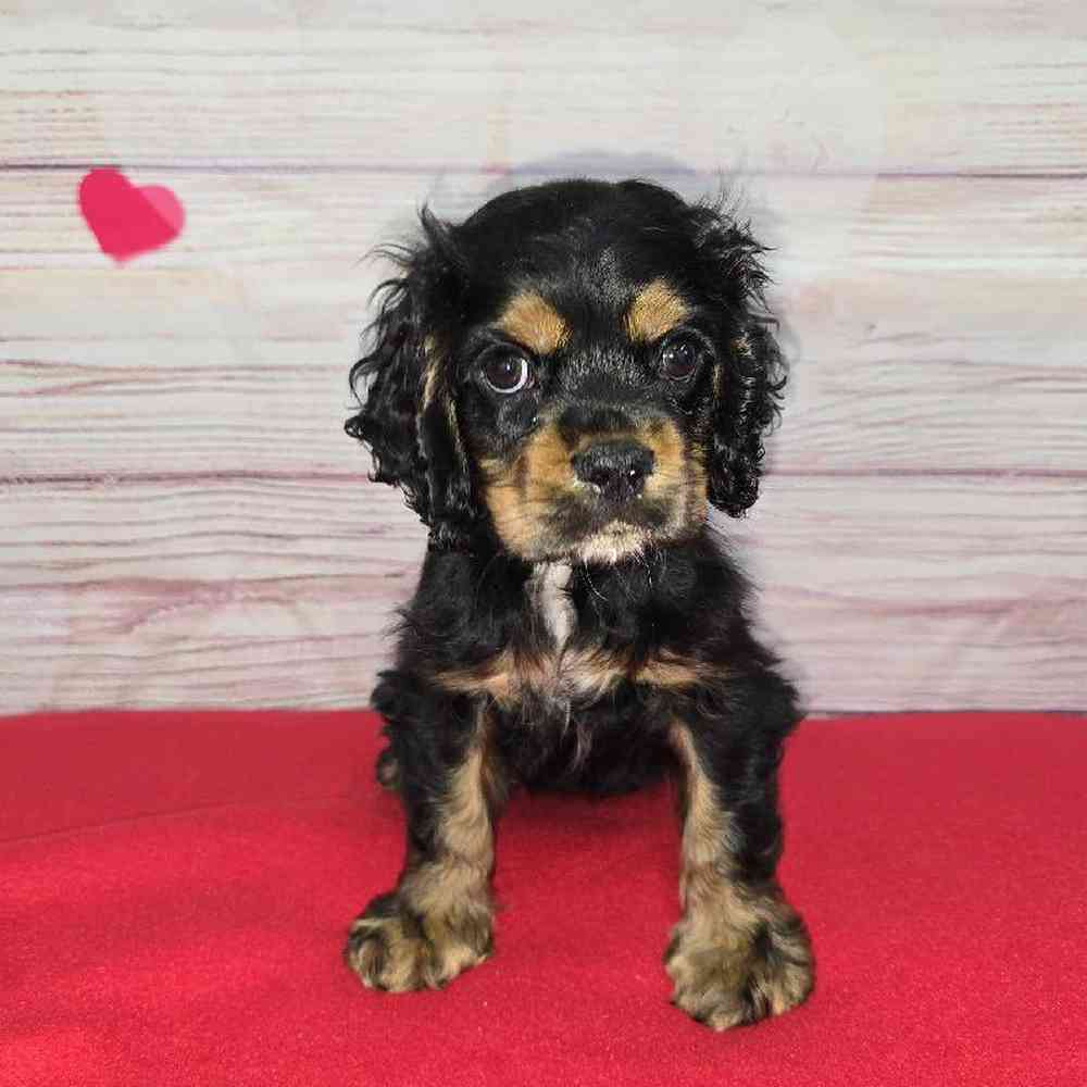 Male Cocker Spaniel Puppy for Sale in Virginia Beach, VA