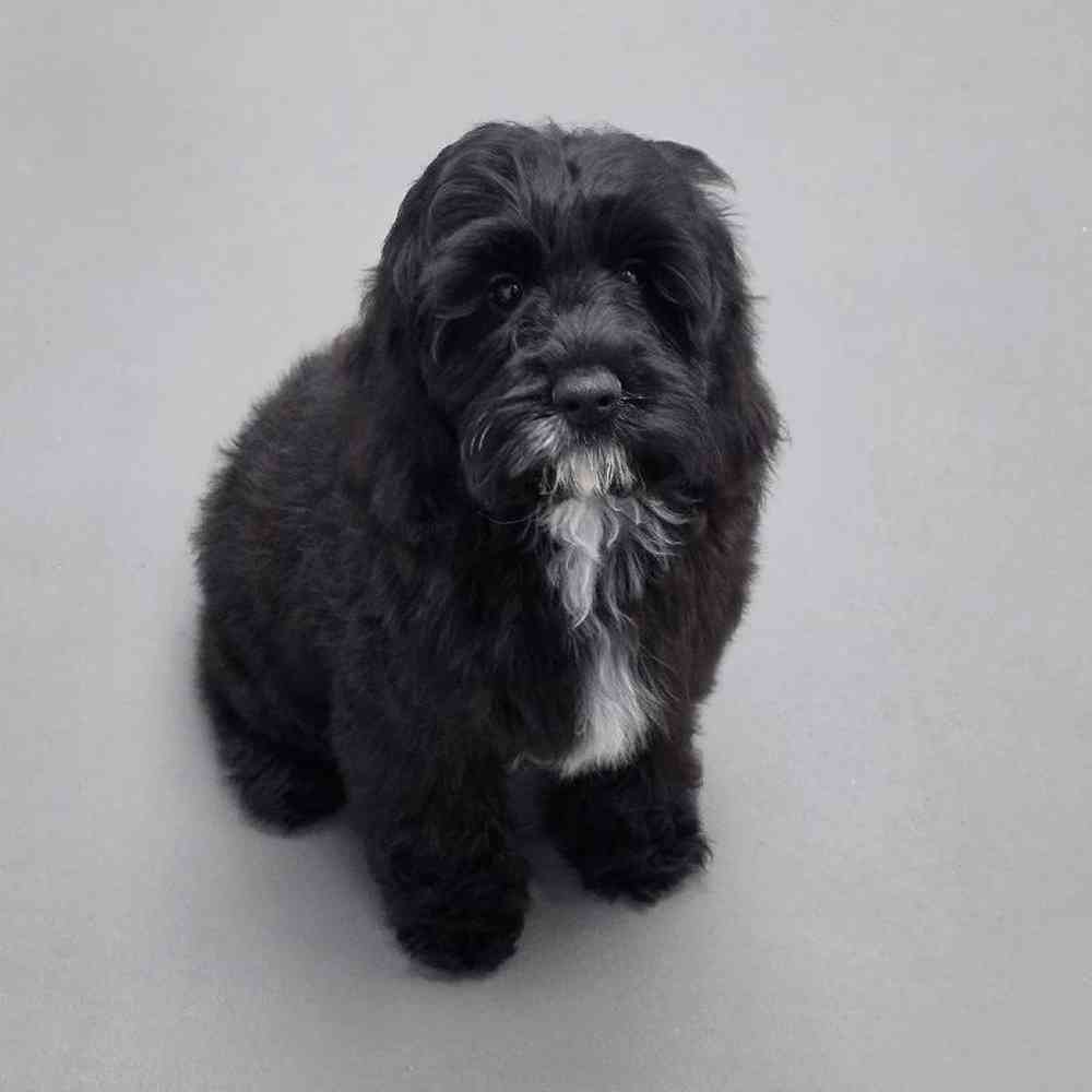 Female Cockapoo Puppy for Sale in Virginia Beach, VA