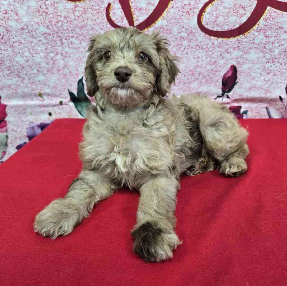 Female Havapoo Puppy for Sale in Virginia Beach, VA