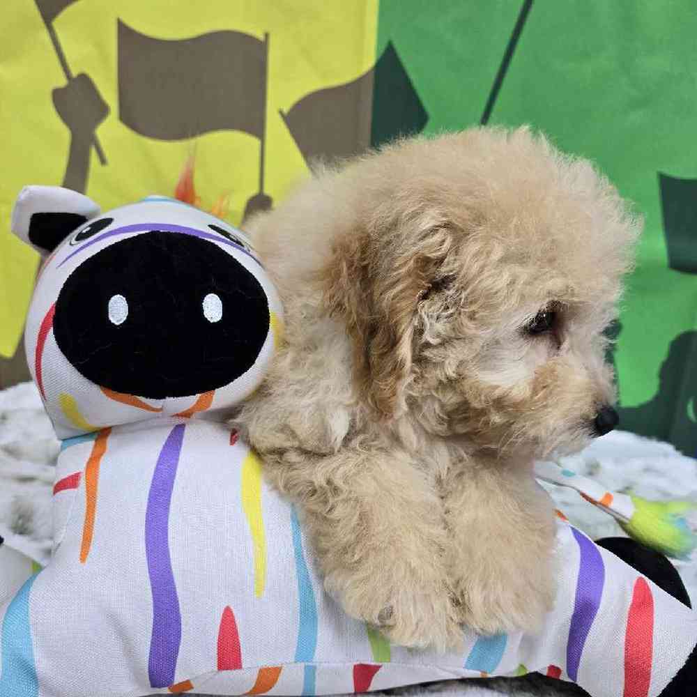 Male Mini Poodle Puppy for Sale in Virginia Beach, VA