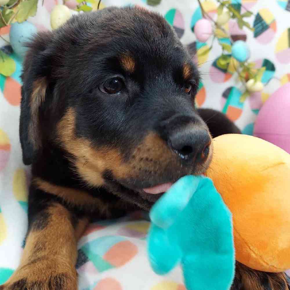 Female Rottweiler Puppy for sale