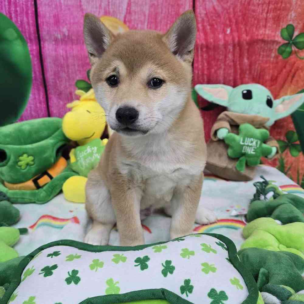 Male Shiba Inu Puppy for Sale in Virginia Beach, VA
