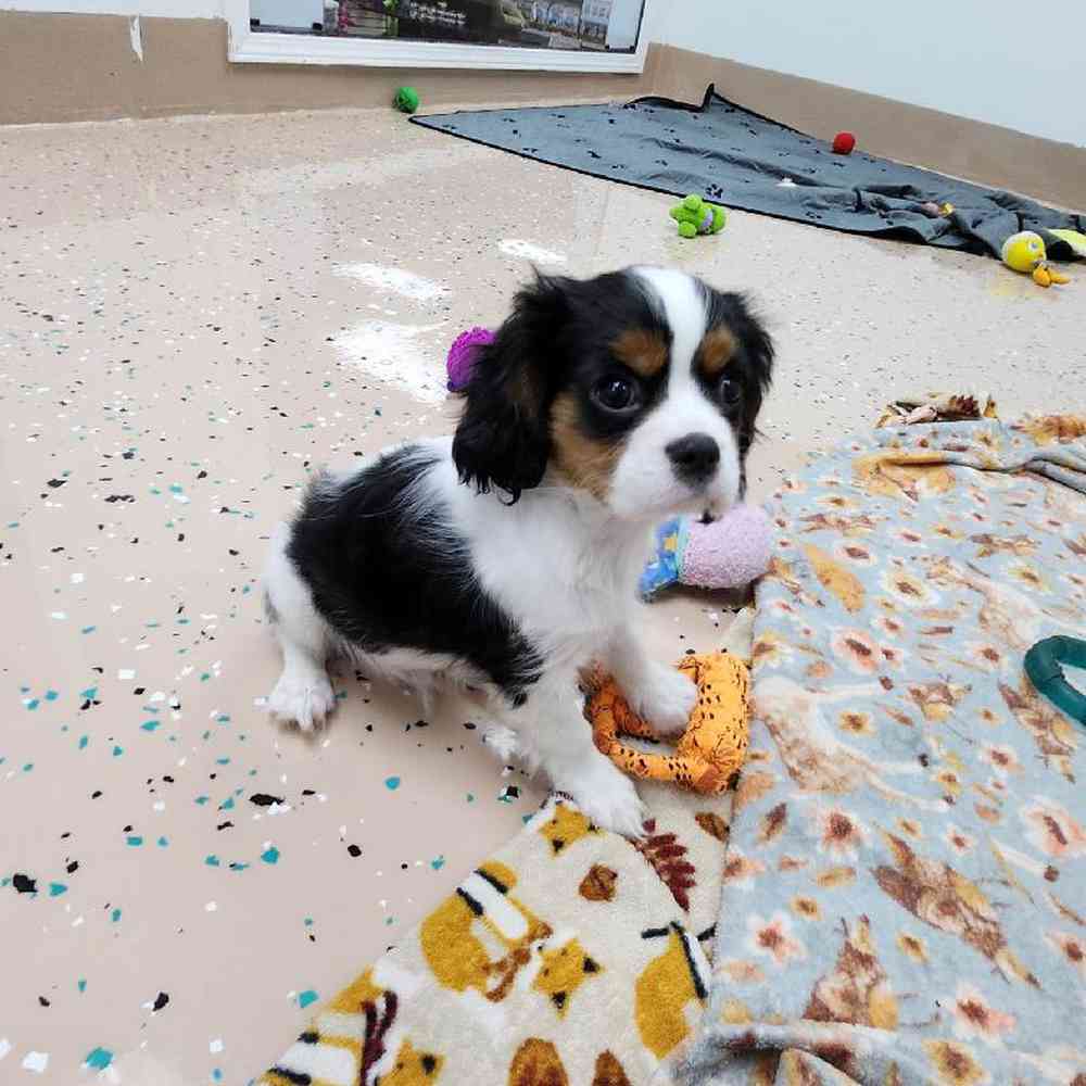 Male Cavalier King Charles Spaniel Puppy for Sale in Virginia Beach, VA