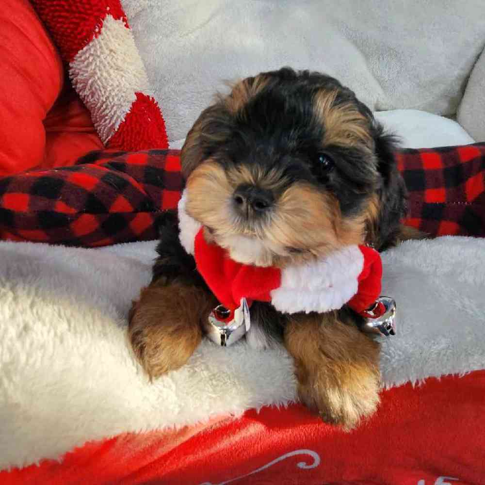 Male Morkie Puppy for Sale in Virginia Beach, VA