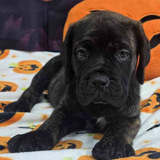 Cane Corso