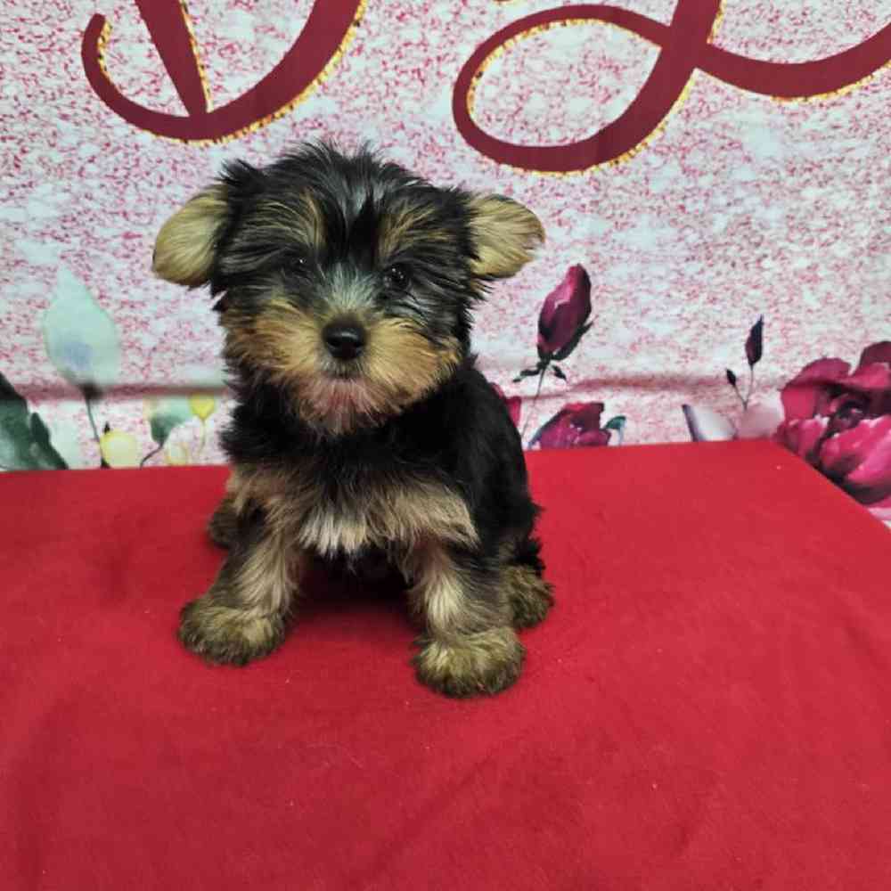 Female Yorkie Puppy for Sale in Virginia Beach, VA