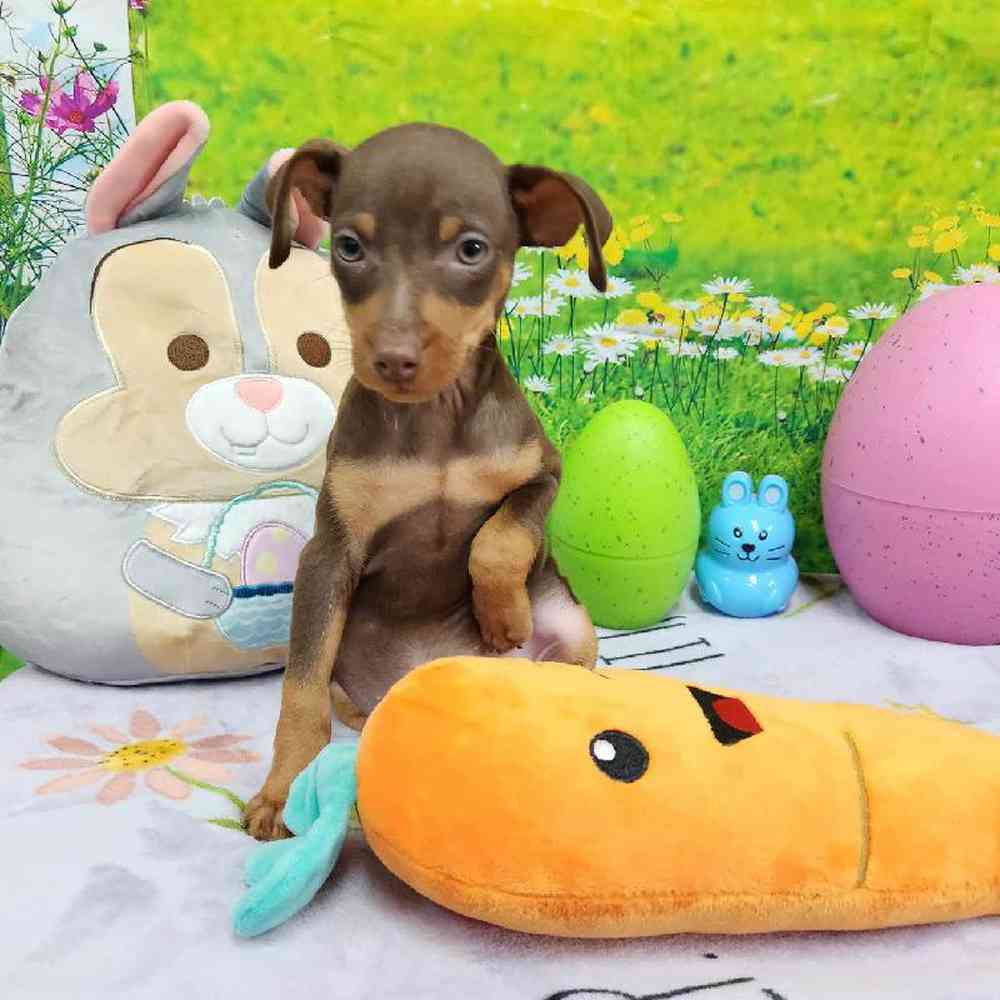 Male Min Pin Puppy for Sale in Virginia Beach, VA