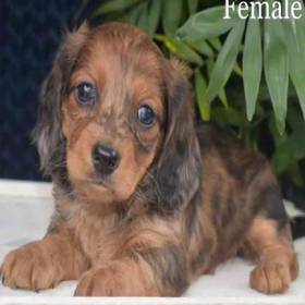 Dachshund