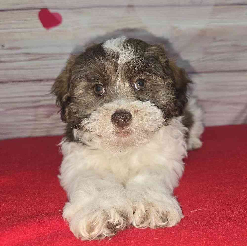 Male Shipoo Puppy for Sale in Virginia Beach, VA