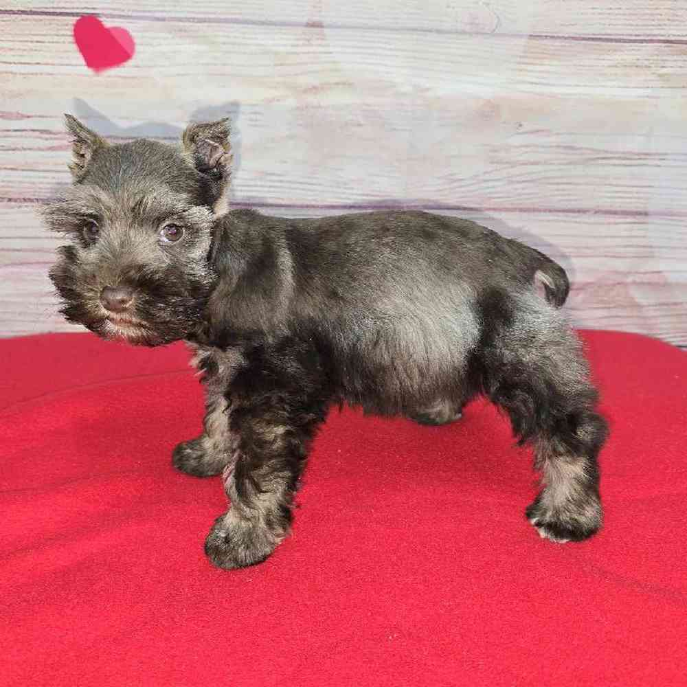 Female Mini Schnauzer Puppy for Sale in Virginia Beach, VA