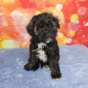 Schnoodle