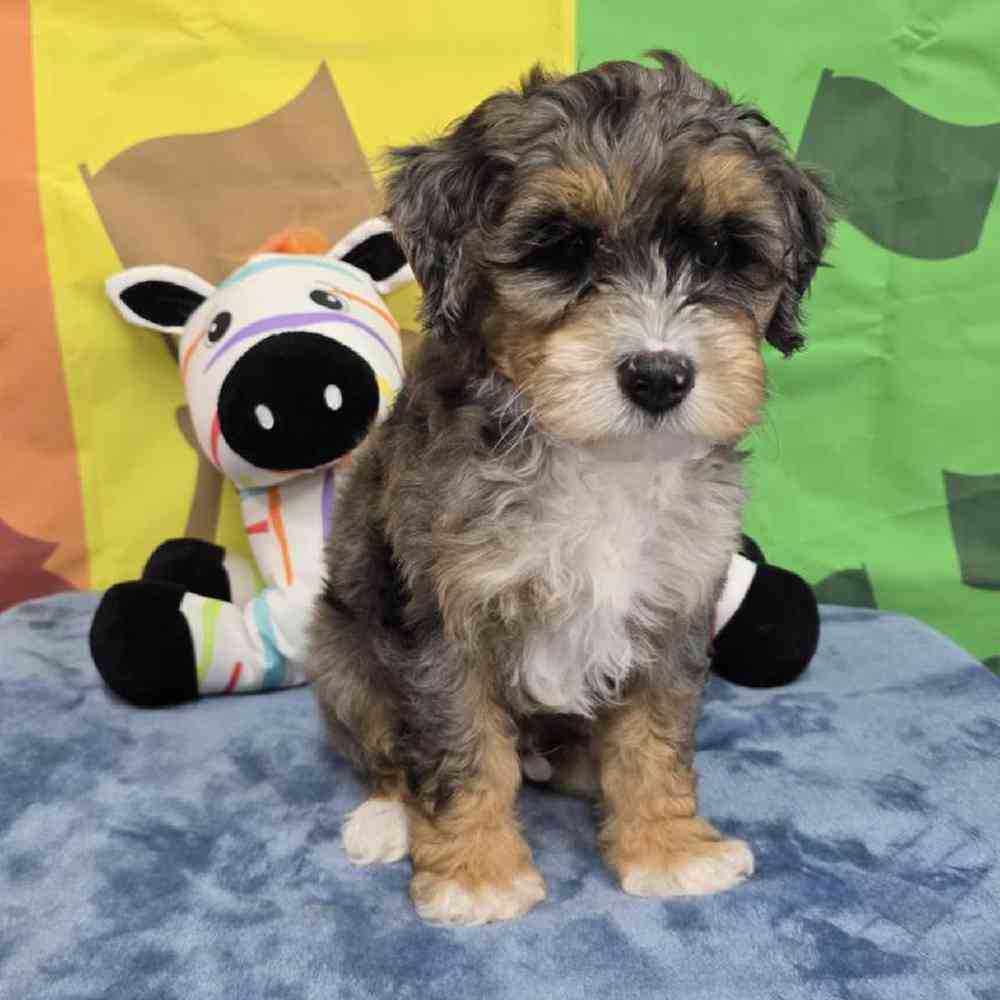 Male Mini Bernadoodle Puppy for Sale in Virginia Beach, VA