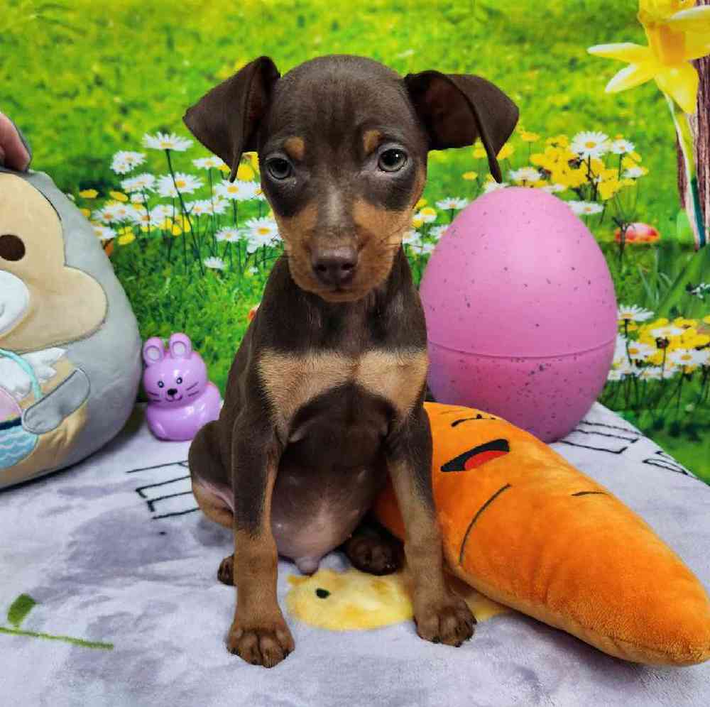 Male Min Pin Puppy for Sale in Virginia Beach, VA