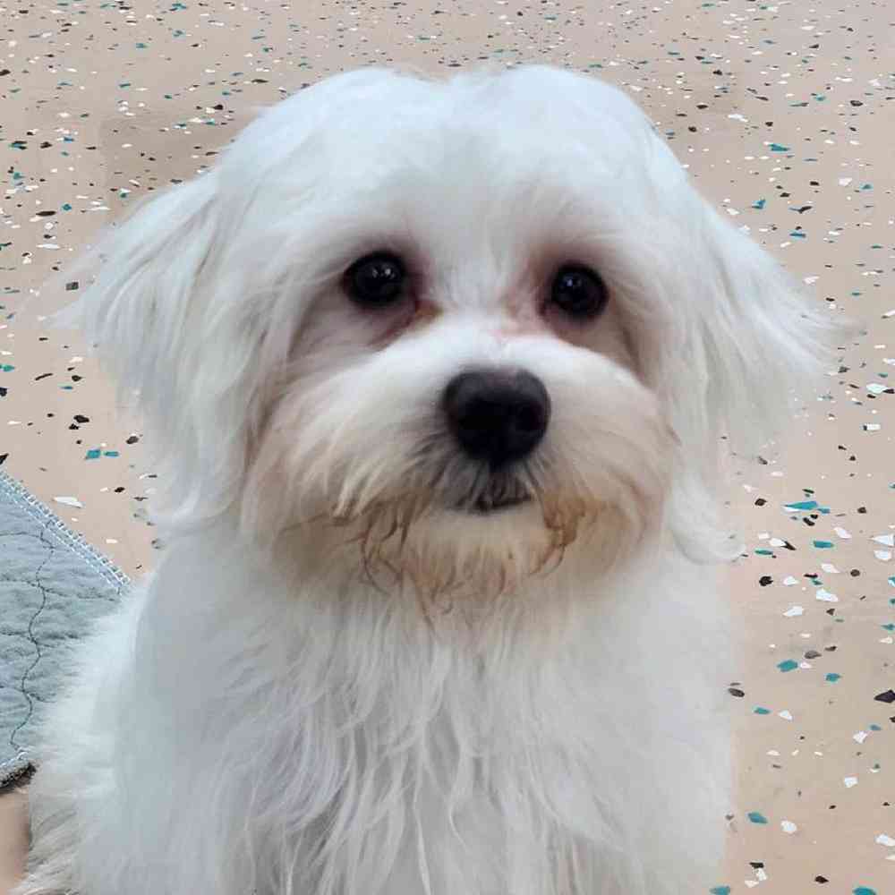 Male Maltese Puppy for Sale in Virginia Beach, VA