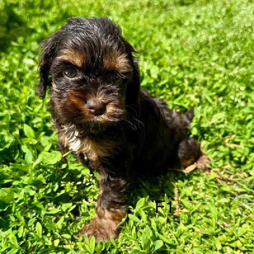 Female Cockapoo Puppy for Sale in Virginia Beach, VA