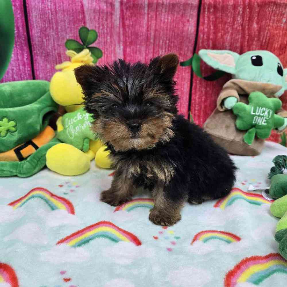 Male Yorkie Puppy for Sale in Virginia Beach, VA