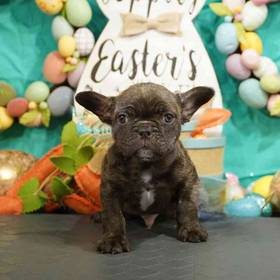 French Bulldog