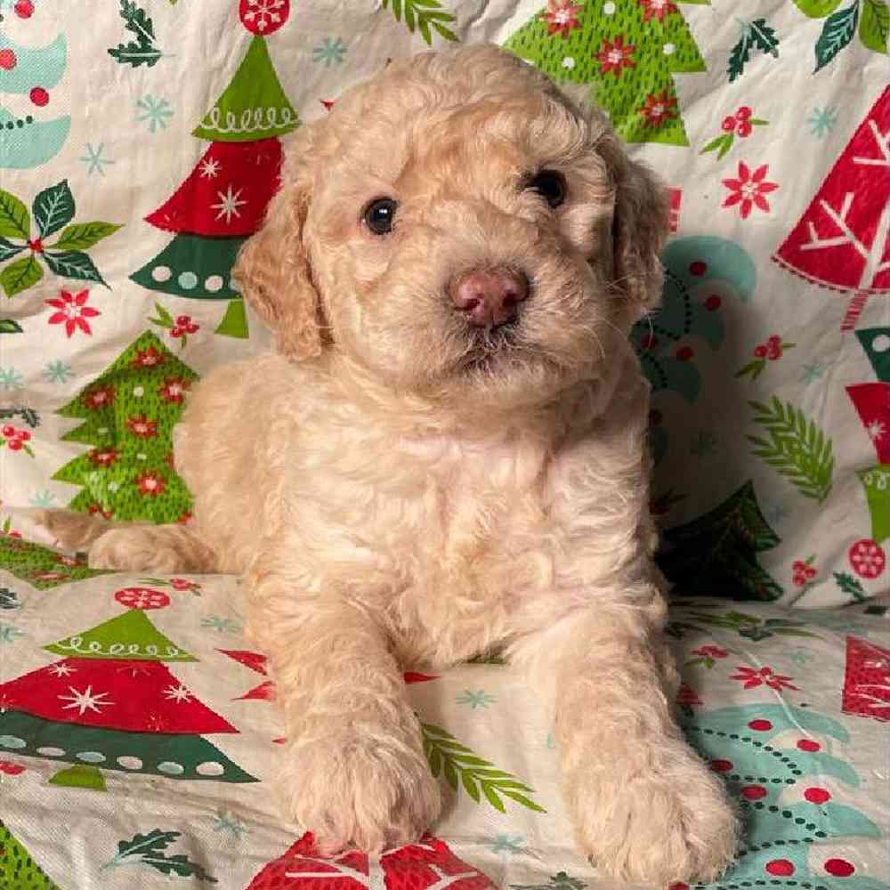 Female Mini Sheepadoodle Puppy for Sale in Virginia Beach, VA