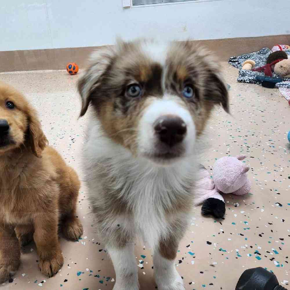 Male Australian Shepherd Puppy for Sale in Virginia Beach, VA