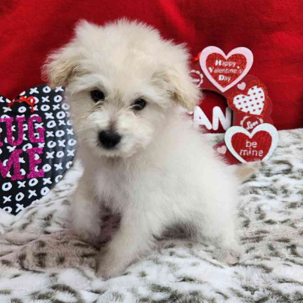 Male Pompoo Puppy for Sale in Virginia Beach, VA