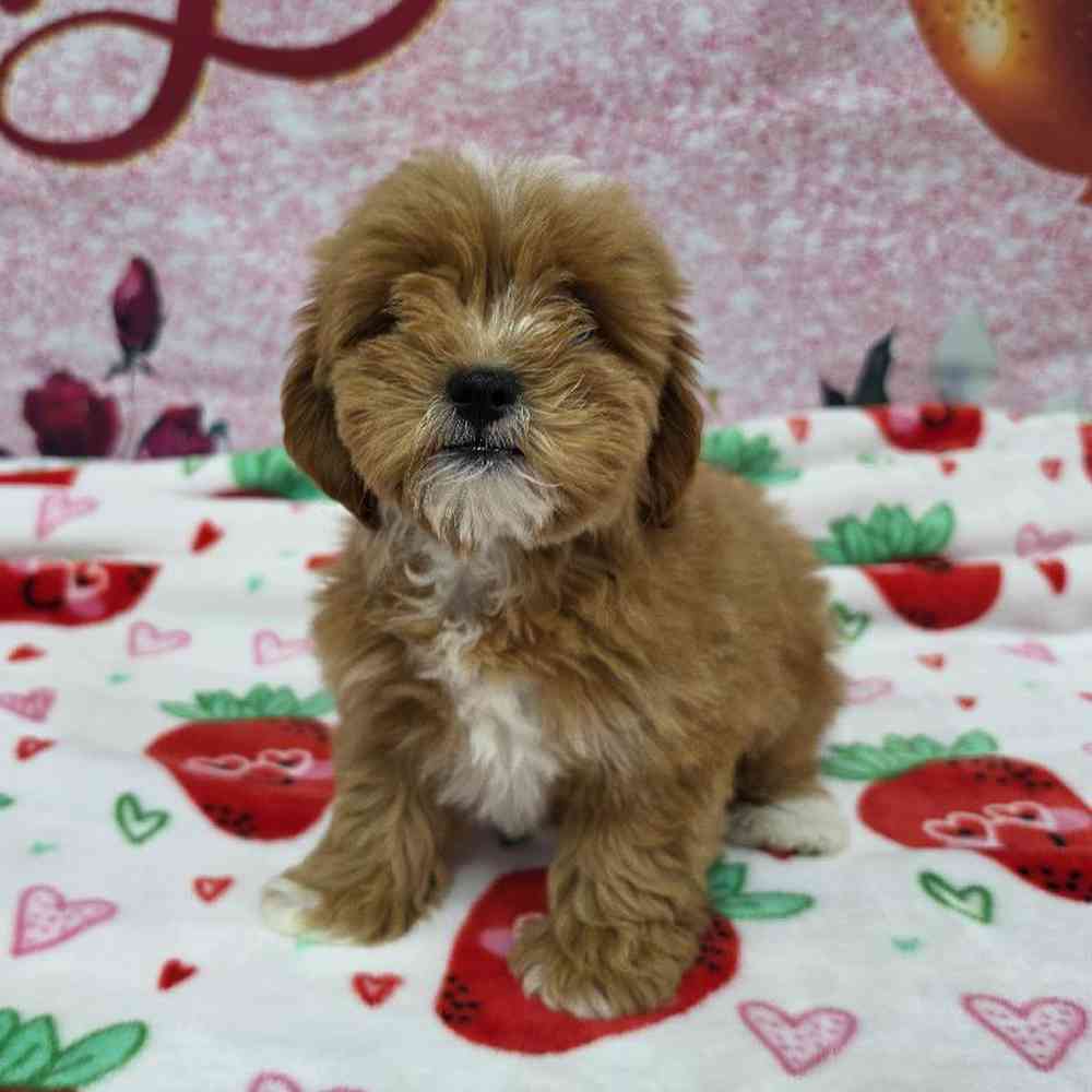 Female Shipoo Puppy for Sale in Virginia Beach, VA