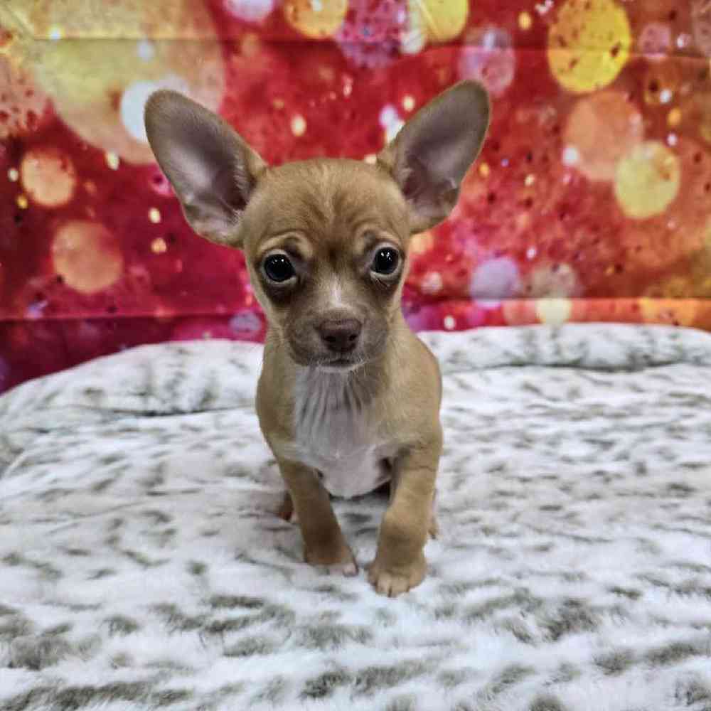 Female Chihuahua Puppy for Sale in Virginia Beach, VA