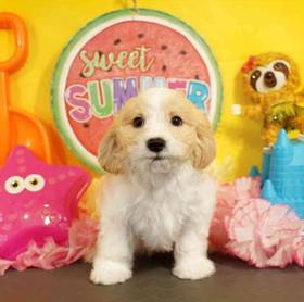 Cavachon