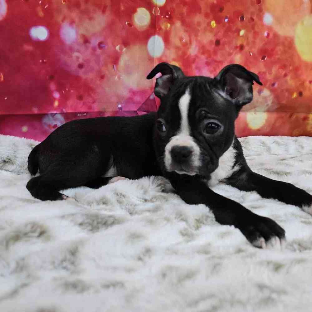 Male Boston Terrier Puppy for Sale in Virginia Beach, VA