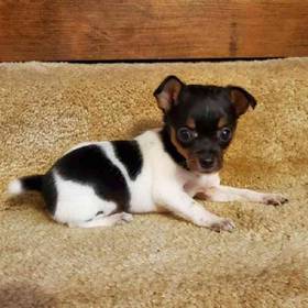 Rat Terrier