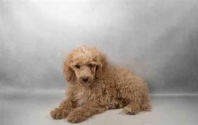 Poodle