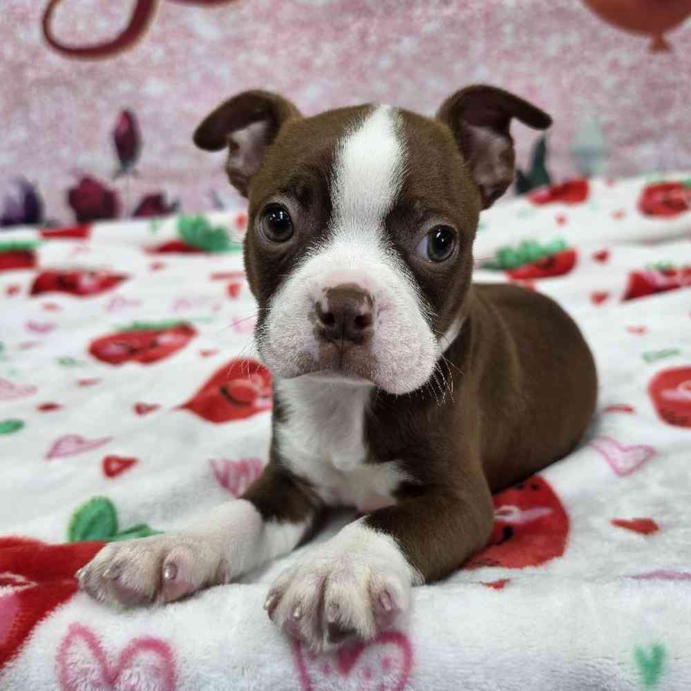 Male Boston Terrier Puppy for Sale in Virginia Beach, VA