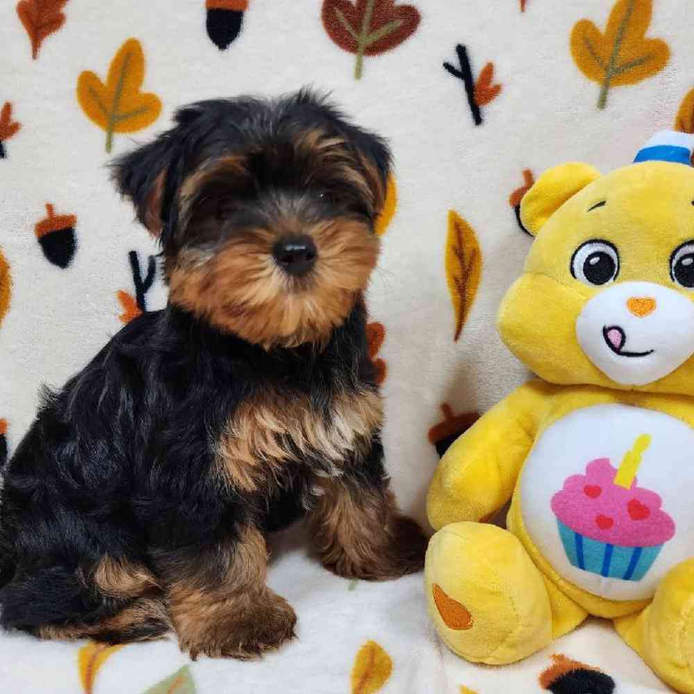 Male Yorkie Puppy for sale