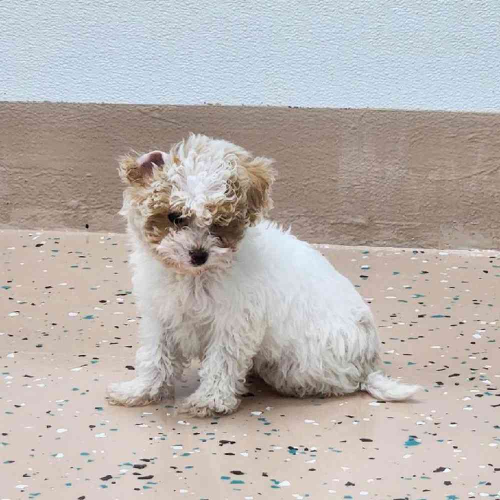 Male Maltipoo Puppy for Sale in Virginia Beach, VA