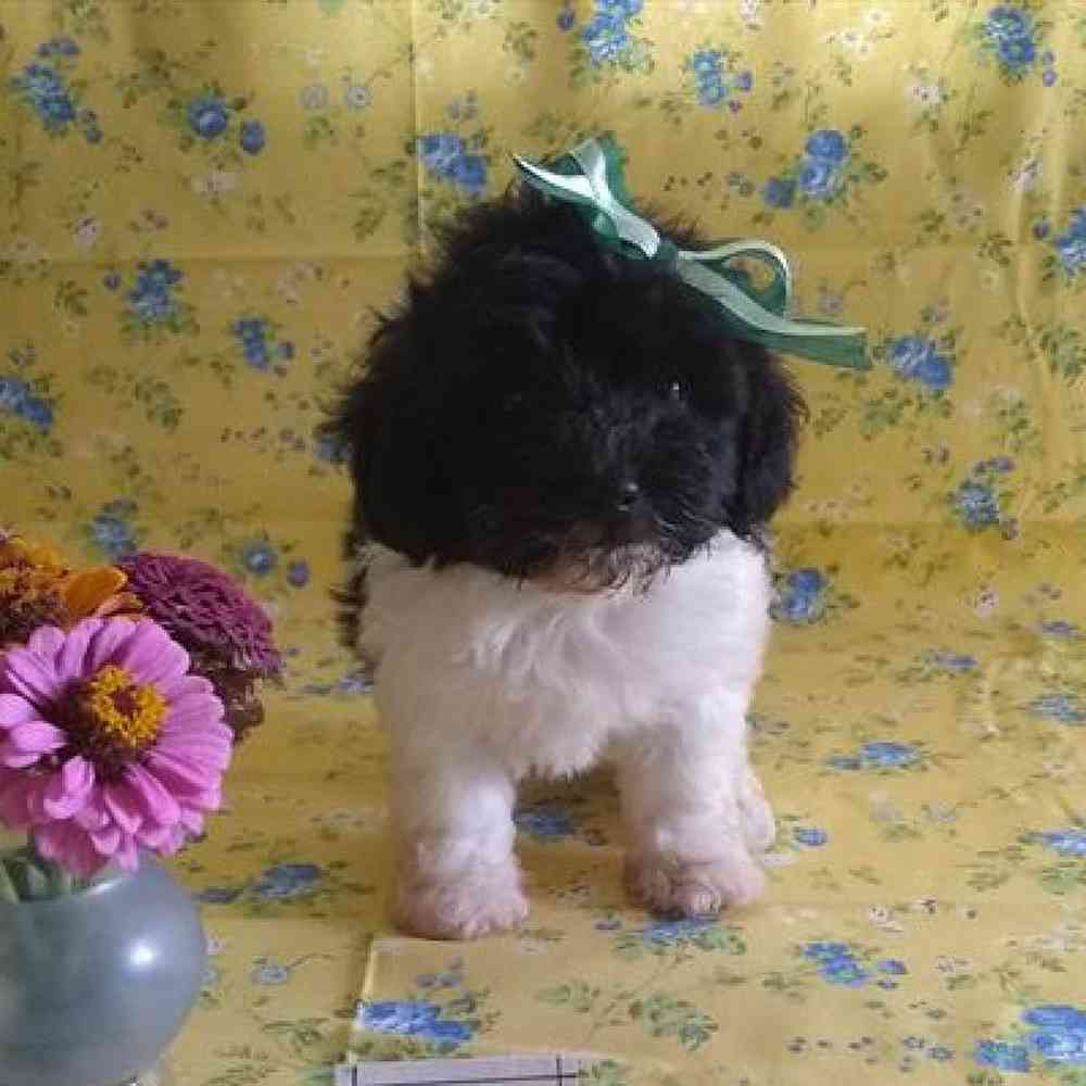 Male Havapoo Puppy for sale
