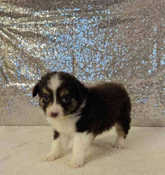 Mini Aussie