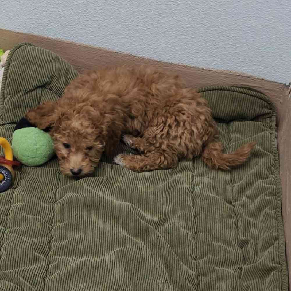 Male Maltipoo Puppy for Sale in Virginia Beach, VA
