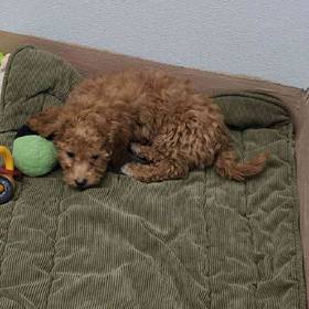 Maltipoo