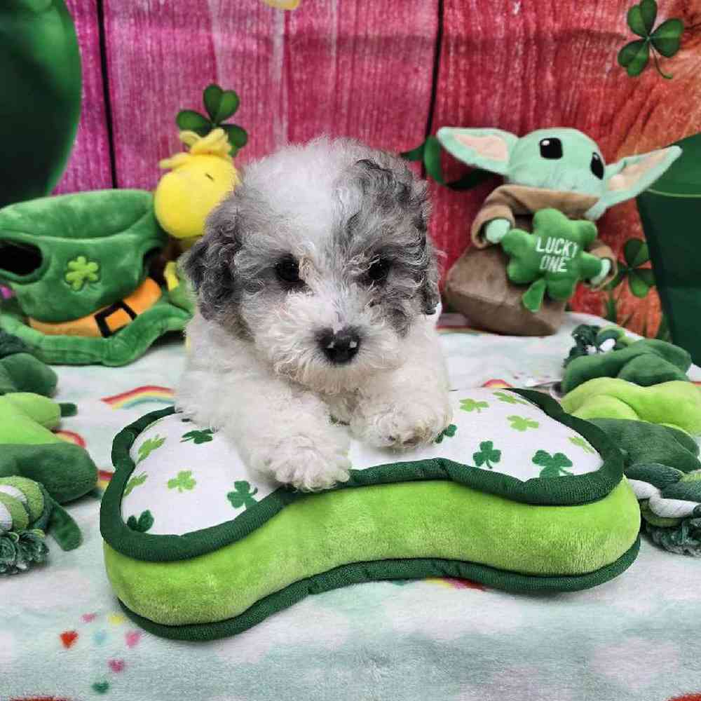 Female Maltipoo Puppy for Sale in Virginia Beach, VA