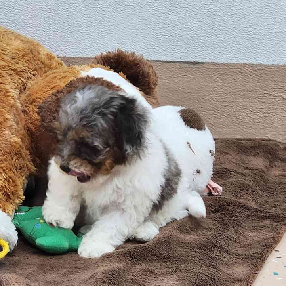 Male Teddy Bear Puppy for Sale in Virginia Beach, VA
